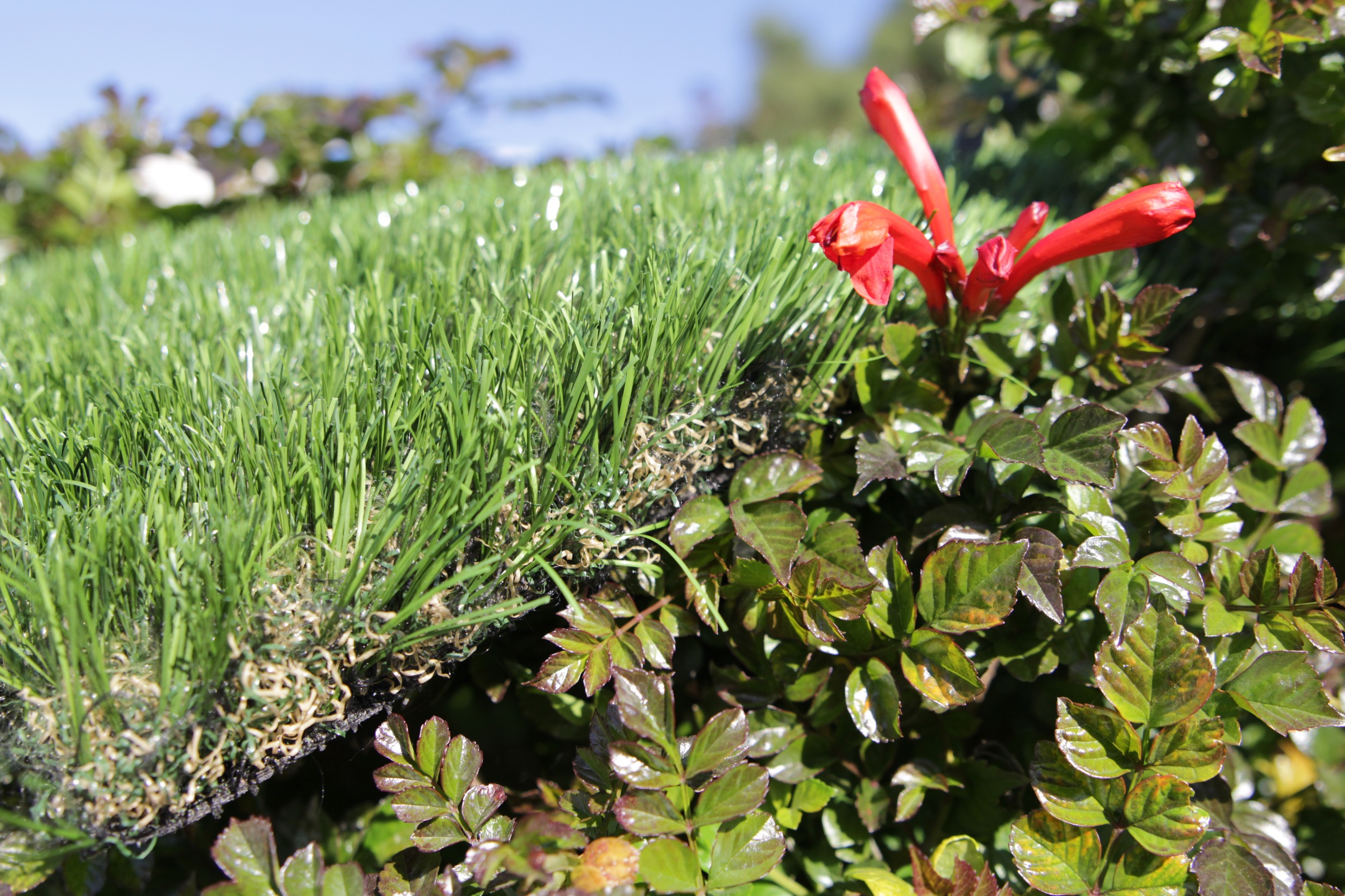 Artificial Grass Cashmere-75 Artificial Grass Santa Barbara California