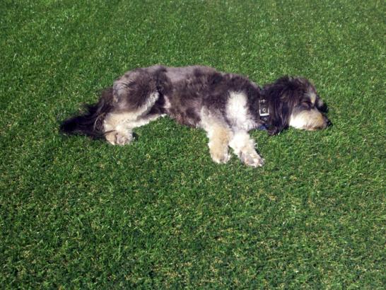 Artificial Grass Photos: Artificial Turf Cost Casmalia, California Dog Hospital, Dogs