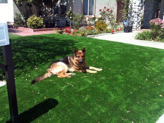 Artificial Grass Photos: Artificial Turf New Cuyama, California Artificial Turf For Dogs, Front Yard