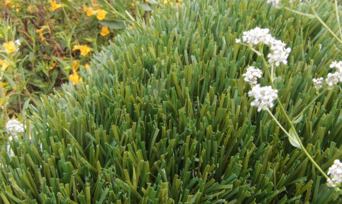 Double S-61 fakegrass Artificial Grass Santa Barbara California