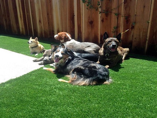 Artificial Grass Photos: Grass Carpet Solvang, California Watch Dogs, Backyard Design