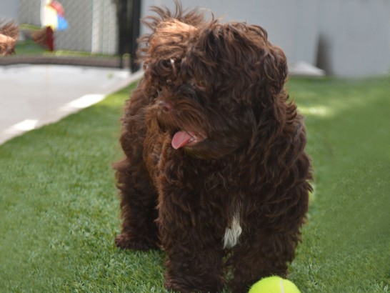 Artificial Grass Photos: Grass Turf Orcutt, California Pictures Of Dogs, Dogs Park